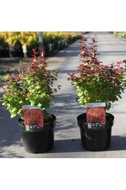 Барбарис Флоренс у горщику.